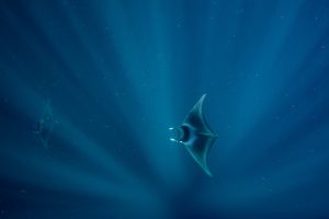 Manta Ray