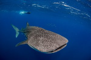 person viewing a whale shark underwater