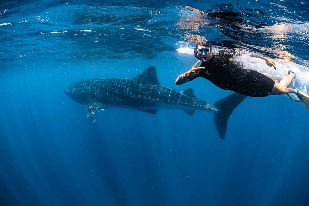 273225402 323247726424003 1302147196733958223 n | Live Ningaloo