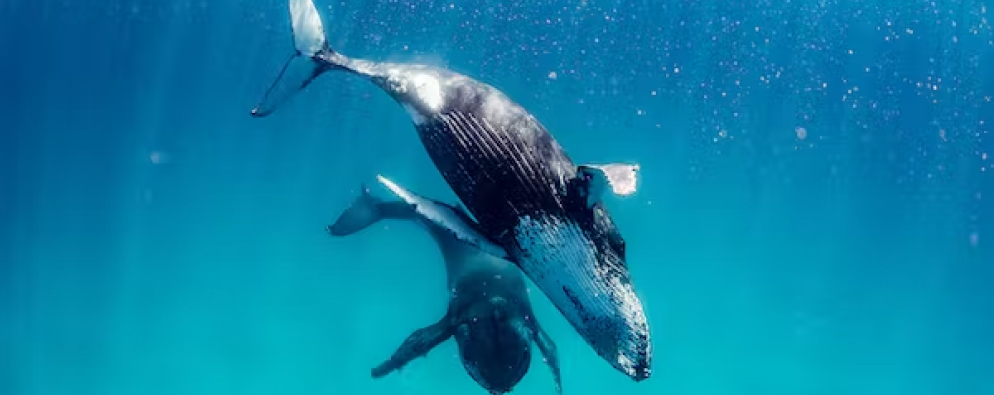 Exmouth, WA 5 Humpback whale 2 | Live Ningaloo