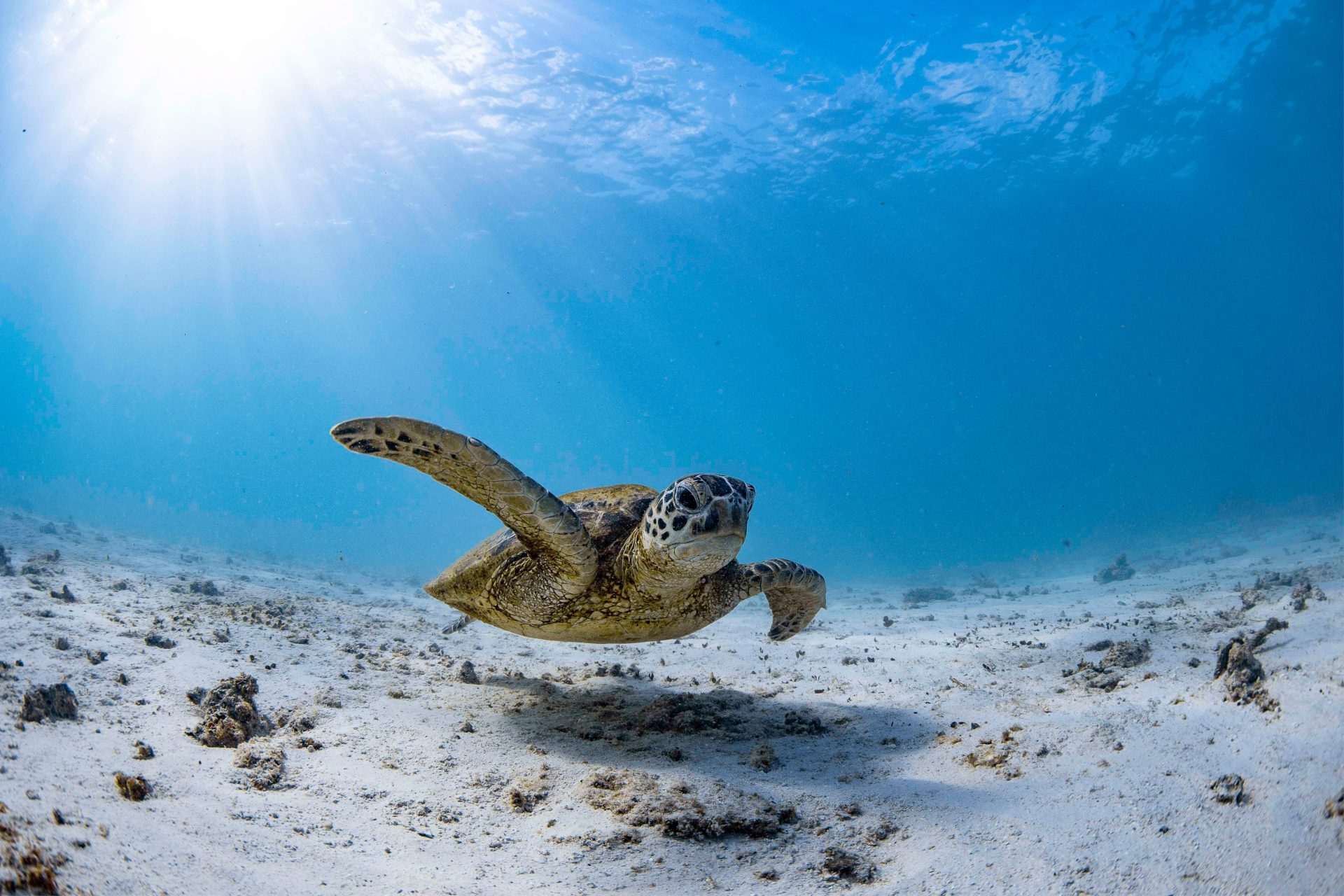 Exmouth, WA 1 Turtle swimming in on the Ningaloo. There is sand with bits of coral below and bright turquoise water above and sun shining through the water. The turtle's pectoral fins are spread and it's swimming.
