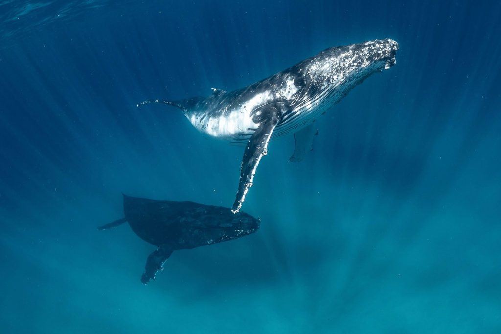 Humpback Image 3 | Live Ningaloo